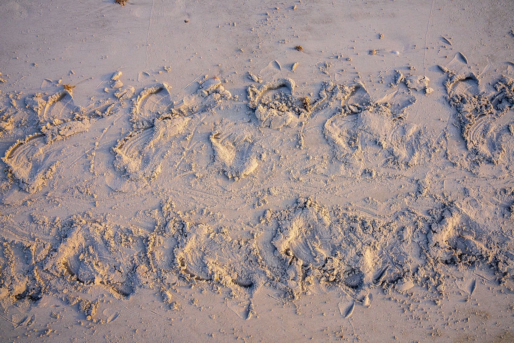 Close detail of a fresh sea turtle crawl in the sand